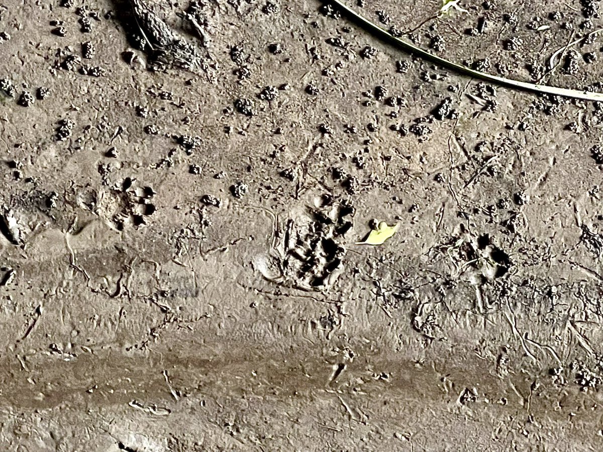 I’m at the @Mammal_Society annual conference at @RCSACambridge as their patron to present the Mammal Champions Awards and was rewarded with the sight of otter tracks along the stream that runs through the college 🦦