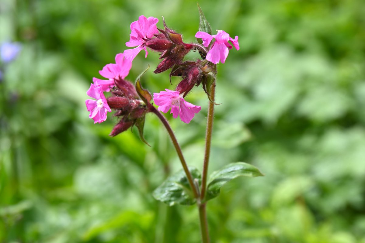 Wild beauties.