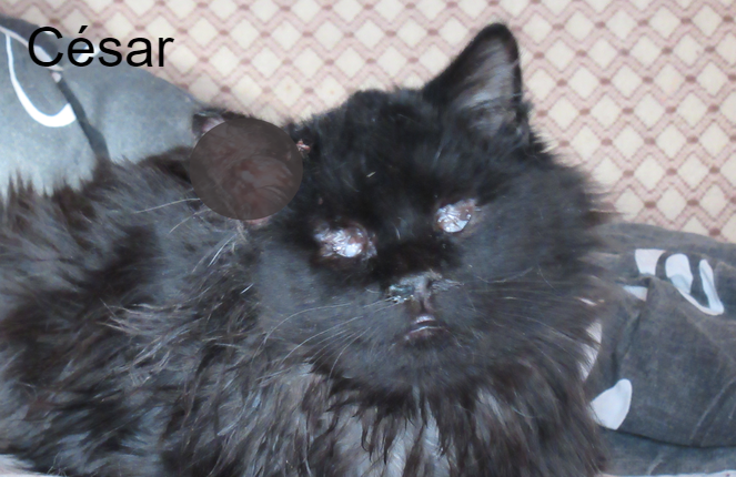 If you have a few Euros to spare... This poor boy has lots of problems including #SightLoss, #IntestinalProblems & #Tumor - Canned food for César : animalwebaction.com/en/collectes/1…