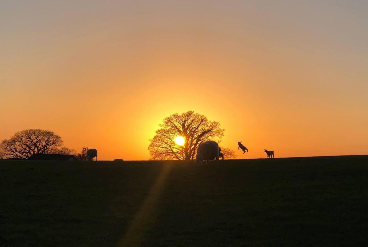 THAT LAMB! 😂🙌

📸 Rhian Hughes