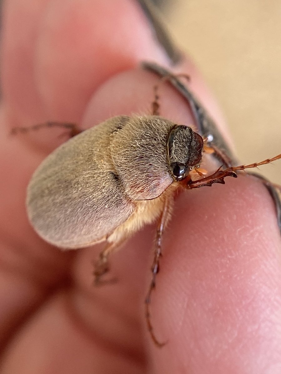 I fell in love with these cuties. It is a June Bug. Hundreds would fly and hit the windows, land on their backs,and get stuck. Not very bright. I went around picking them up and helping them go about their day. We went to OK and AR from California for the #Eclipse2024