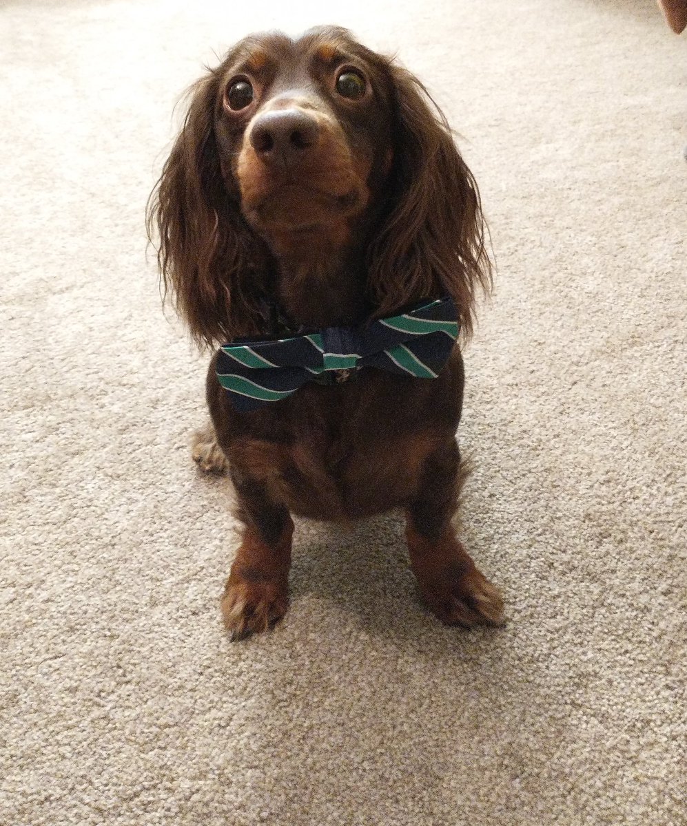 Dial_the_Dev's tweet photo. @OpTic @CordaRoys 
Our boy Bruno! https://t.co/4S2SnKmyoJ