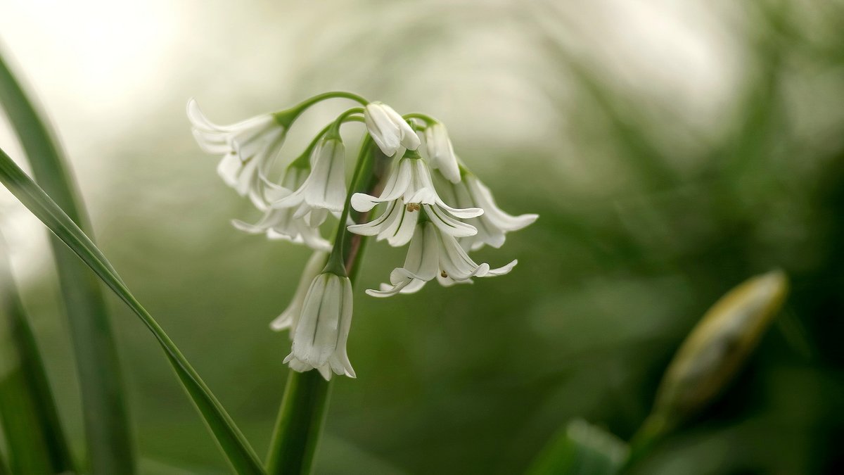 squaresteps's tweet image. Scene" on my daily walk. A 4picture mini blog of what I saw over about 4 miles.
These were taken with a Pentax k1 &amp;amp; Jupiter 11a 135mm
Wild garlic by the brook
A tulip in a front garden
No idea what it is - anyone know?
A bauble someone hung on a tree branch.