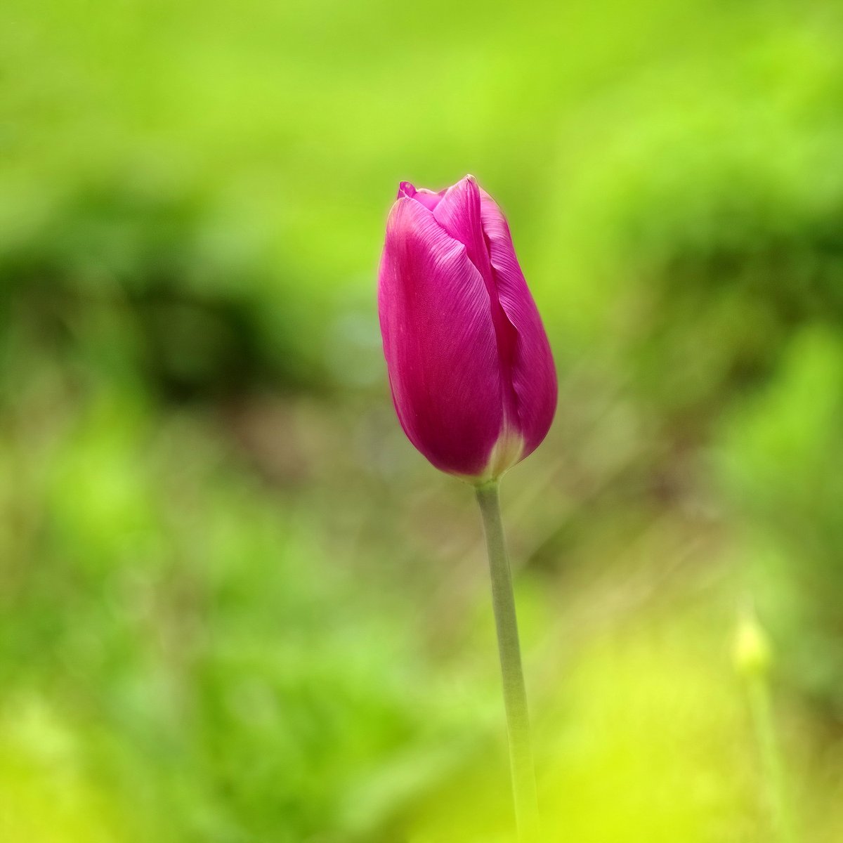squaresteps's tweet image. Scene" on my daily walk. A 4picture mini blog of what I saw over about 4 miles.
These were taken with a Pentax k1 &amp;amp; Jupiter 11a 135mm
Wild garlic by the brook
A tulip in a front garden
No idea what it is - anyone know?
A bauble someone hung on a tree branch.