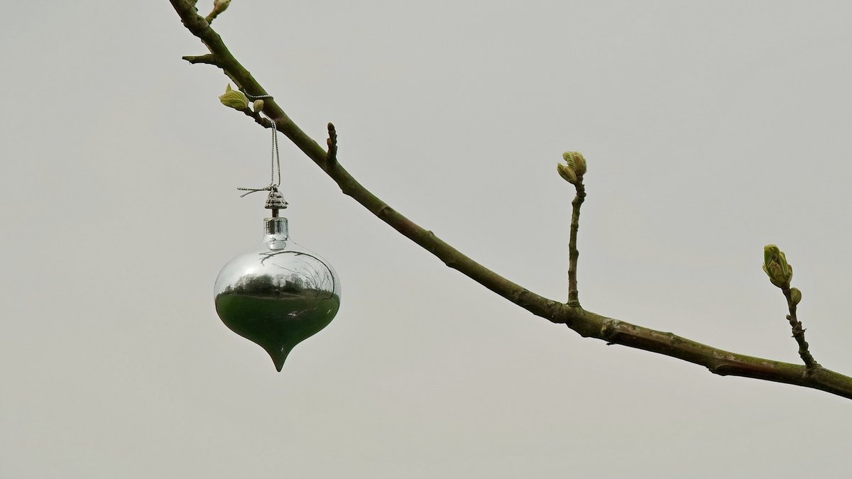 squaresteps's tweet image. Scene" on my daily walk. A 4picture mini blog of what I saw over about 4 miles.
These were taken with a Pentax k1 &amp;amp; Jupiter 11a 135mm
Wild garlic by the brook
A tulip in a front garden
No idea what it is - anyone know?
A bauble someone hung on a tree branch.