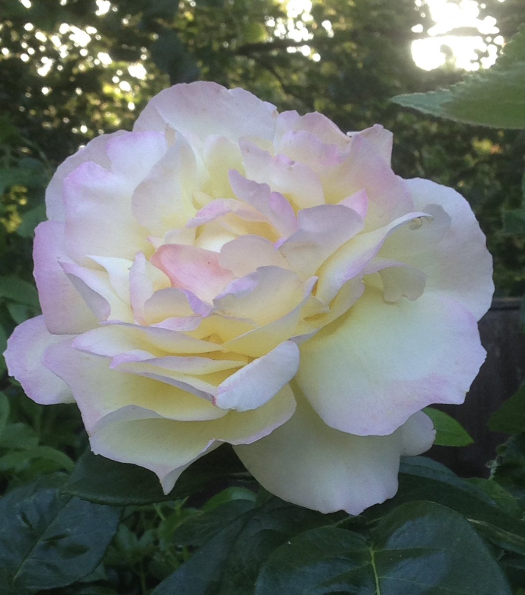 Happy Saturday with #RoseADay Peace Rose 🥰 #GardeningX #GardeningTwitter #Roses #MyGarden