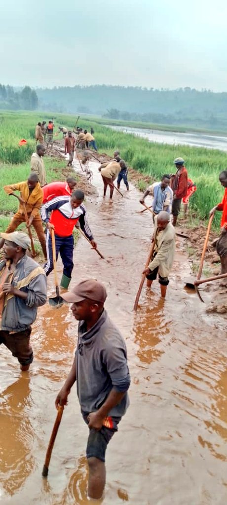 #Burundi Muri komine #Mutaho hatunganijwe ibikorwa rusangi kuri uyu wa 13/04/2024,vyo kugazura uruzi rwa #Ruguzwe rwataye inzira bigatuma imirima y'umuceri yononekara ndetse n'ibarabara rihuza umutumba wa #Gitongo na #Mwumba rigacika kubera amazi aricamwo.