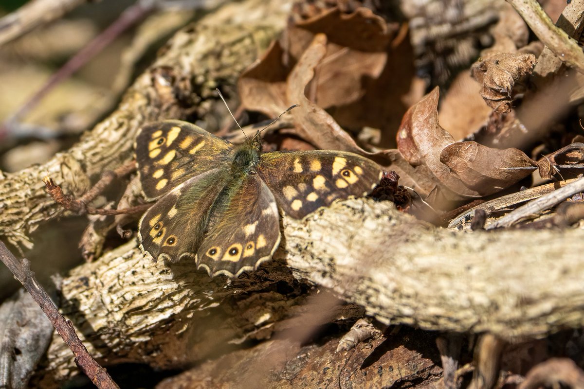 Speckled Wood #butterfly