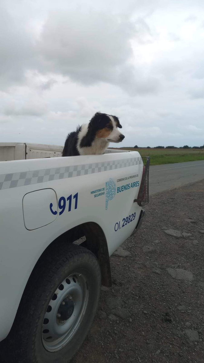 Este perrito se cayó de una Ford F-100 en la ruta 57