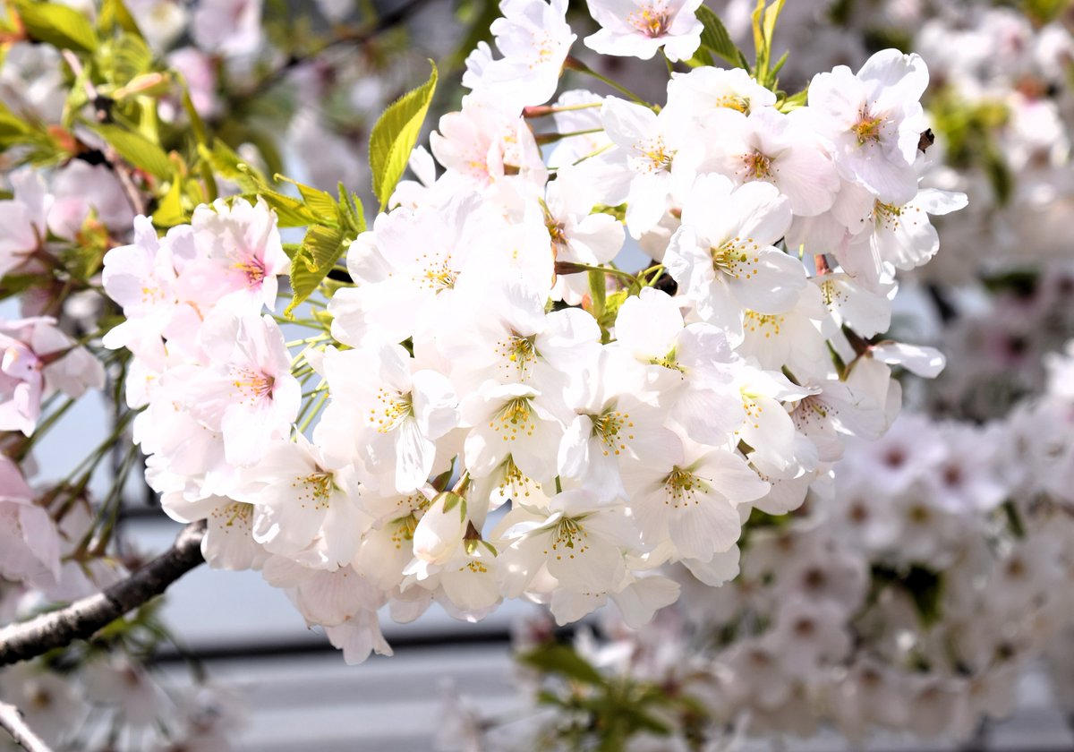 FnmUaz6bYZgMEKV's tweet photo. おはようございます
あさひ舟川の『春の四重奏』へ
今年は桜満開と菜の花とチューリップそして
綺麗な朝日岳を見れて絶景を堪能です
楽しい日曜日���お過ごしください🌸

#富山県朝日町
#舟川べり
#春の四重奏2024 https://t.co/NBXVhcEwPN
