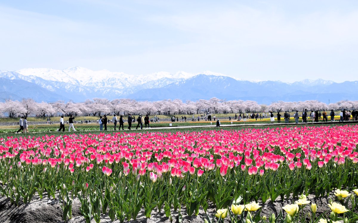 FnmUaz6bYZgMEKV's tweet photo. おはようございます
あさひ舟川の『春の四重奏』へ
今年は桜満開と菜の花とチューリップそして
綺麗な朝日岳を見れて絶景を堪能です
楽しい日曜日���お過ごしください🌸

#富山県朝日町
#舟川べり
#春の四重奏2024 https://t.co/NBXVhcEwPN
