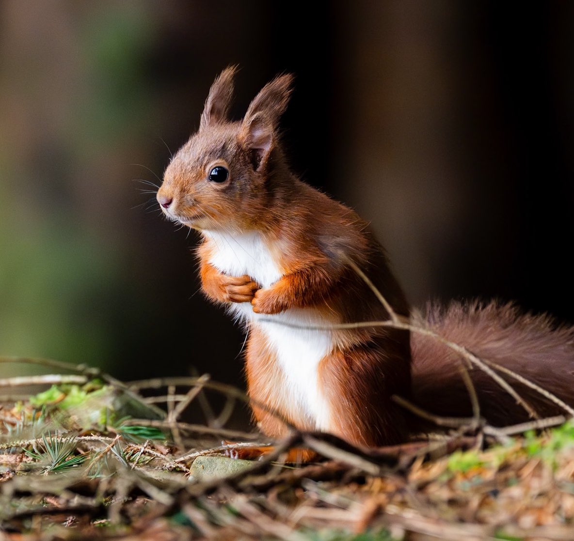Red squirrels in the forests of the Scottish Borders. A few recent snaps.
#NaturePhotography #redsquirrel