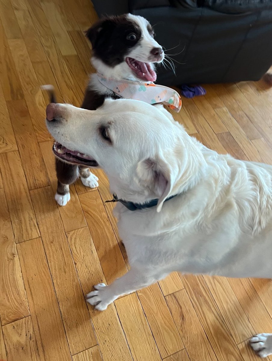 Milo is a very good boy and had a bath and got a tiny puppy bandana.