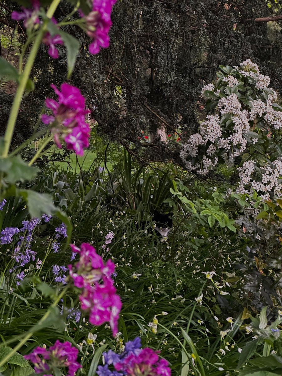 The appearance of a Selwyn cat is very much appreciated in Easter term!!