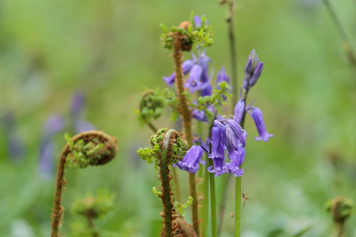 It's bluebell season 💐 @WoodlandTrust #BadbyWoods #Bluebells #Northamptonshire