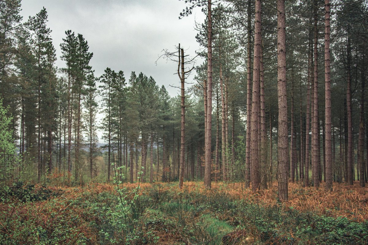 nomoth (@apevisions) on Twitter photo 