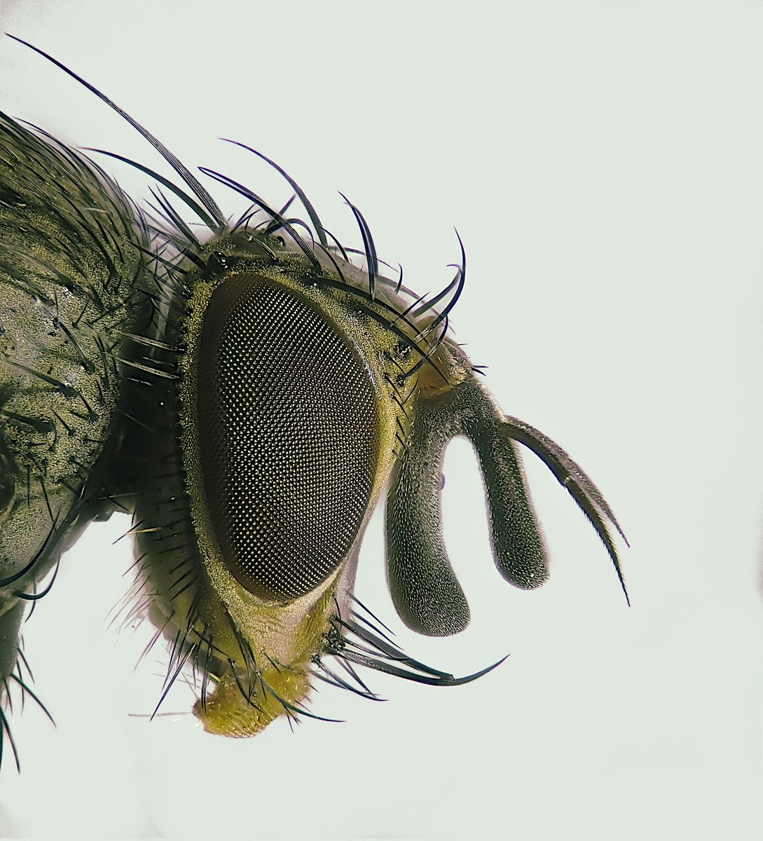 First day in the field this year in search of flies and I've peaked already with this amazing tachinid, Peribaea setinervis, a very distinctive species with it's bifurcate third antennal segment.