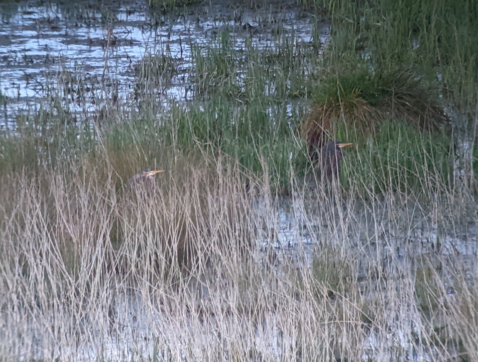 A quick evening walk turned up more than expected this evening - two Purple Herons at Winchester SF. Photo was taken five minutes after sunset, just after I found them! @HOSbirding