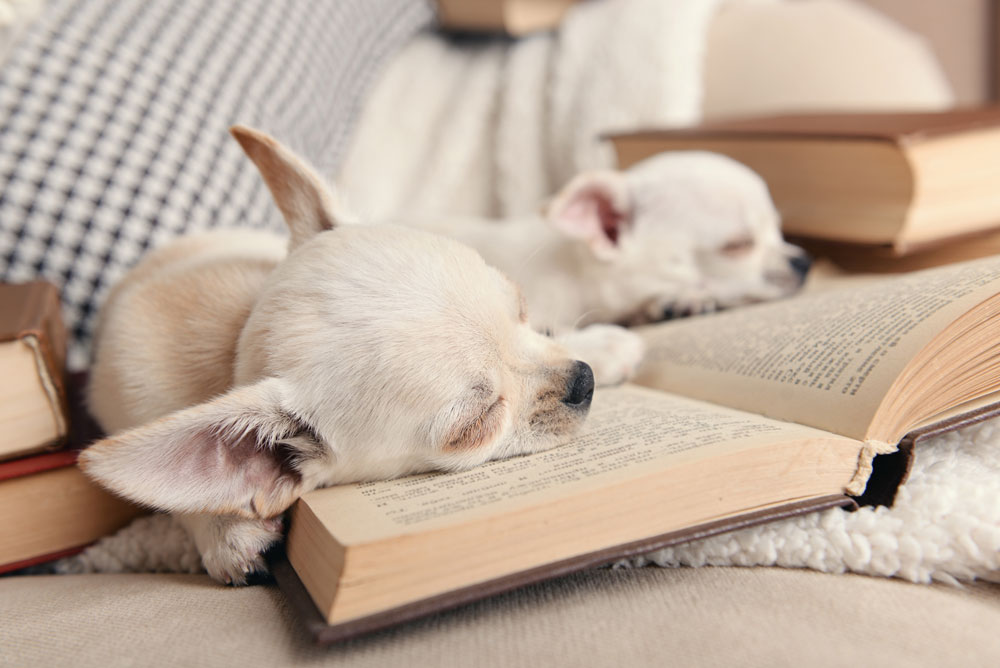 That moment when you fall asleep before the end of the page... 😴 #booktwt #amreading #WritingCommunity