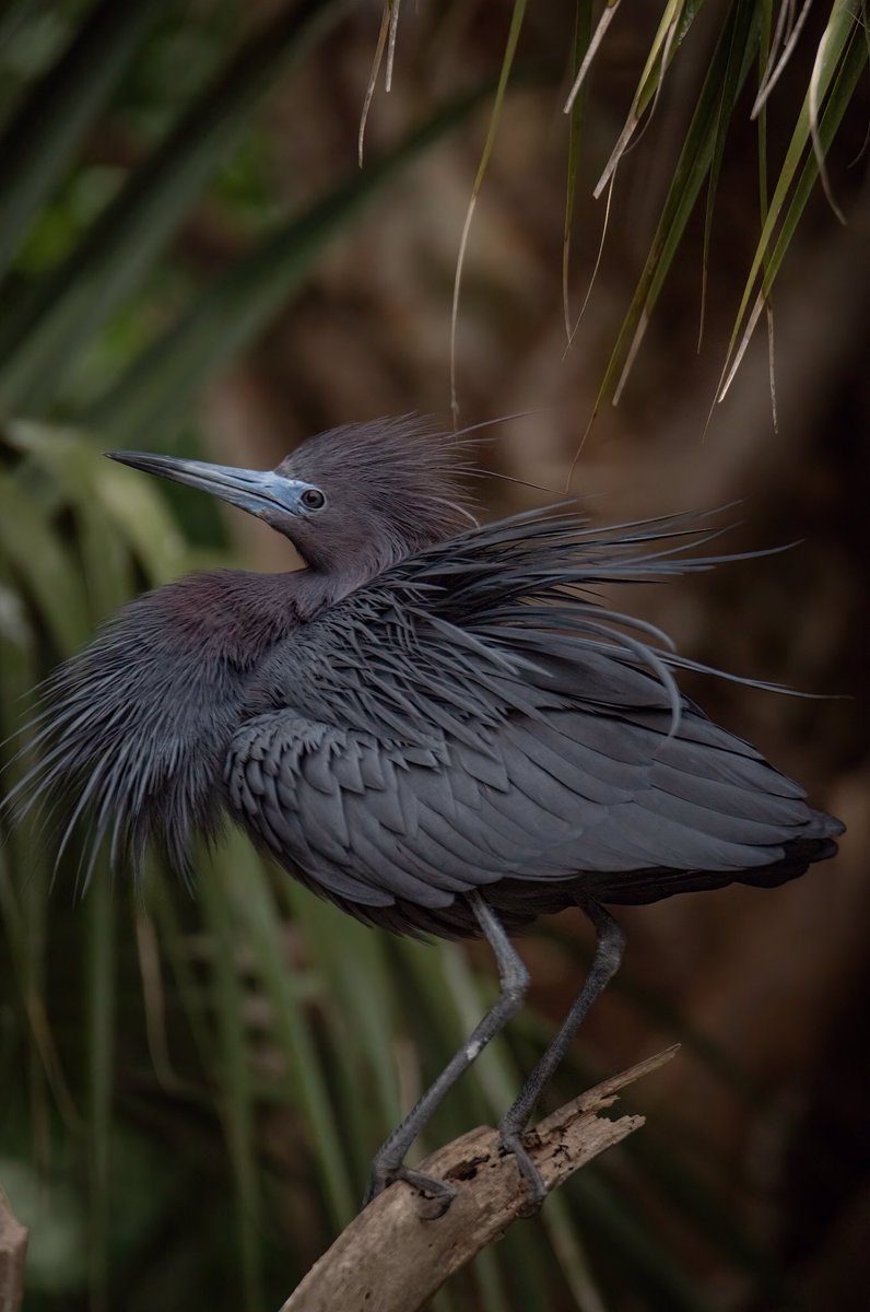 GOOD AFTERNOON #TwitterNatureCommunity 🌎📸 ** PLEASE VIEW FULL SCREEN ** This Little Blue Heron’s attention was caught by a female who entered his area. By lifting his Aigrettes and Crown he shows his interest in her and she definitely noticed this Display! #BirdsOfTwitter…