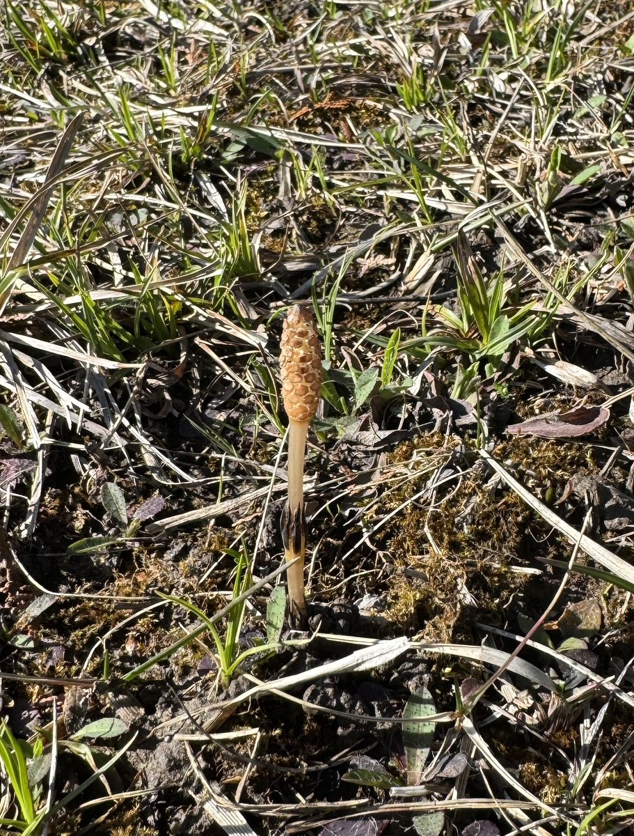 One of the earliest - and weirdest – spring flowers. This is horsetail.