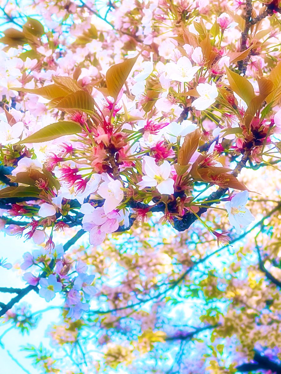 Beautiful  days🌸✨

　Cherry  blossoms  🌸✨

　See  you  next  year 🌸✨

🌿☆*:.｡. 🌸.｡.:*☆🌿☆*:.｡. 🌸.｡.:*☆
