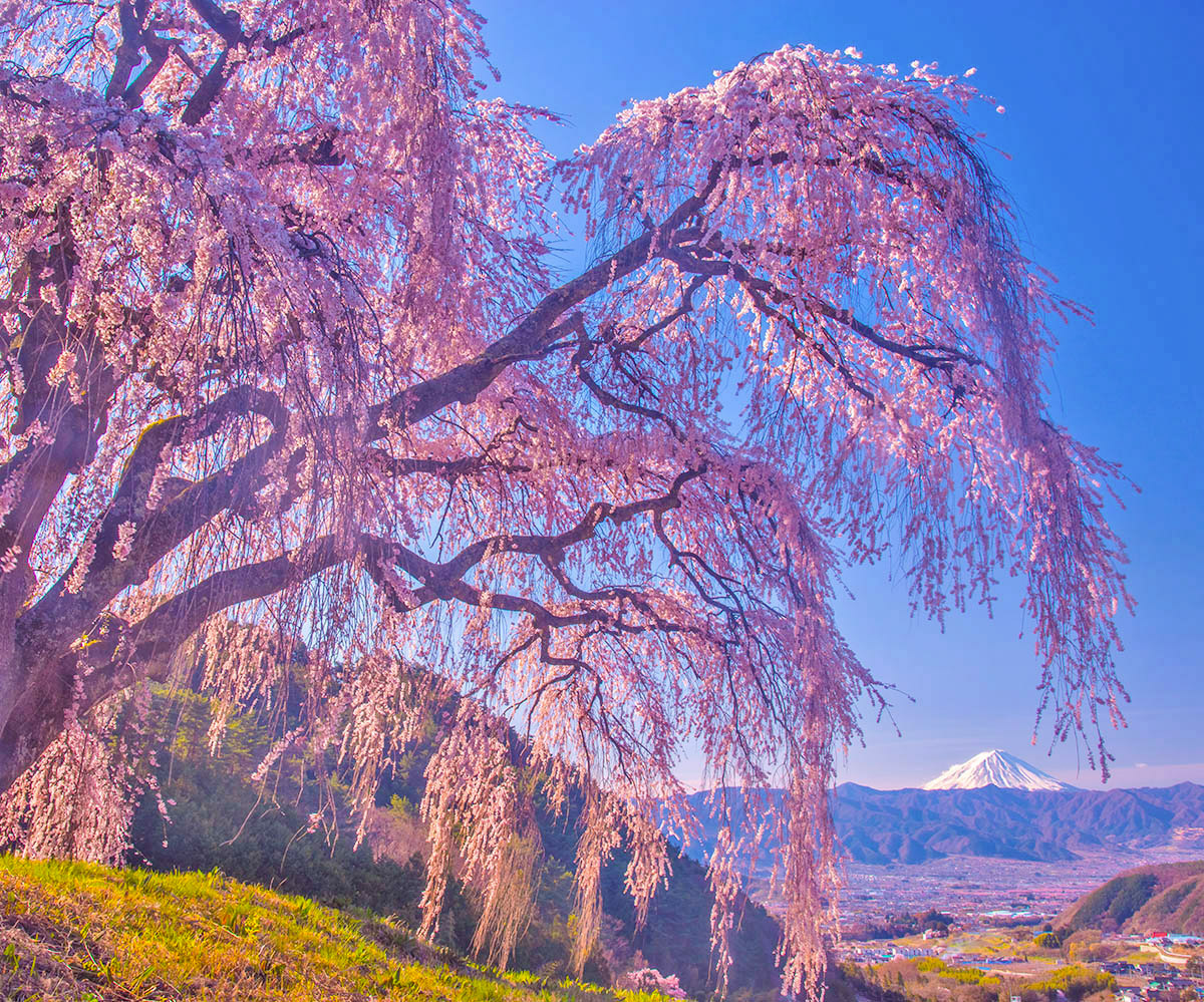 しだれ桜咲く彼方に

山梨市で以前撮影

#富士山　#桜　#しだれ桜