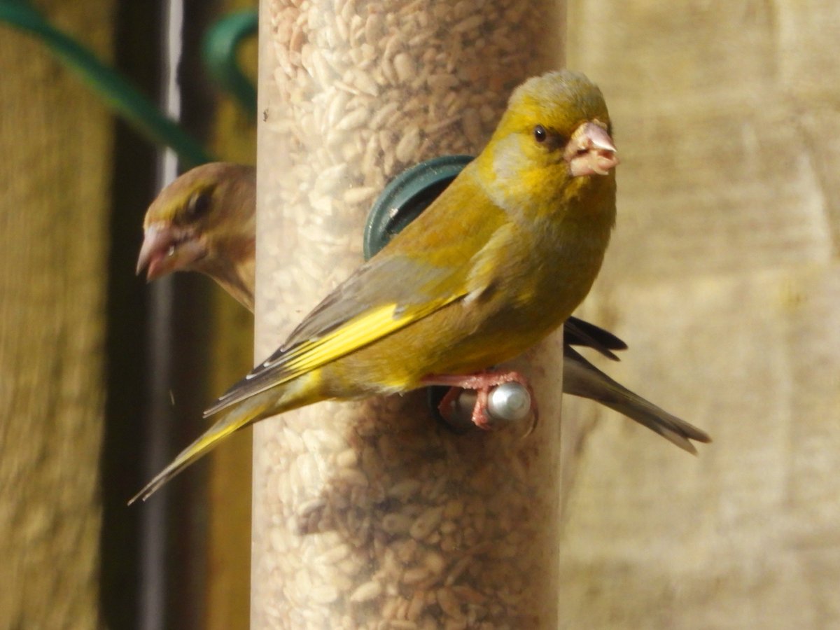 It is fantastic to see at least 2 pairs of healthy looking Greenfinches visiting my garden recently. It seems to me Greenfinch numbers are slowly recovering after a huge decline mainly due to the horrible trichomonosis disease that has taken a terrible toll on them. #GlosBirds