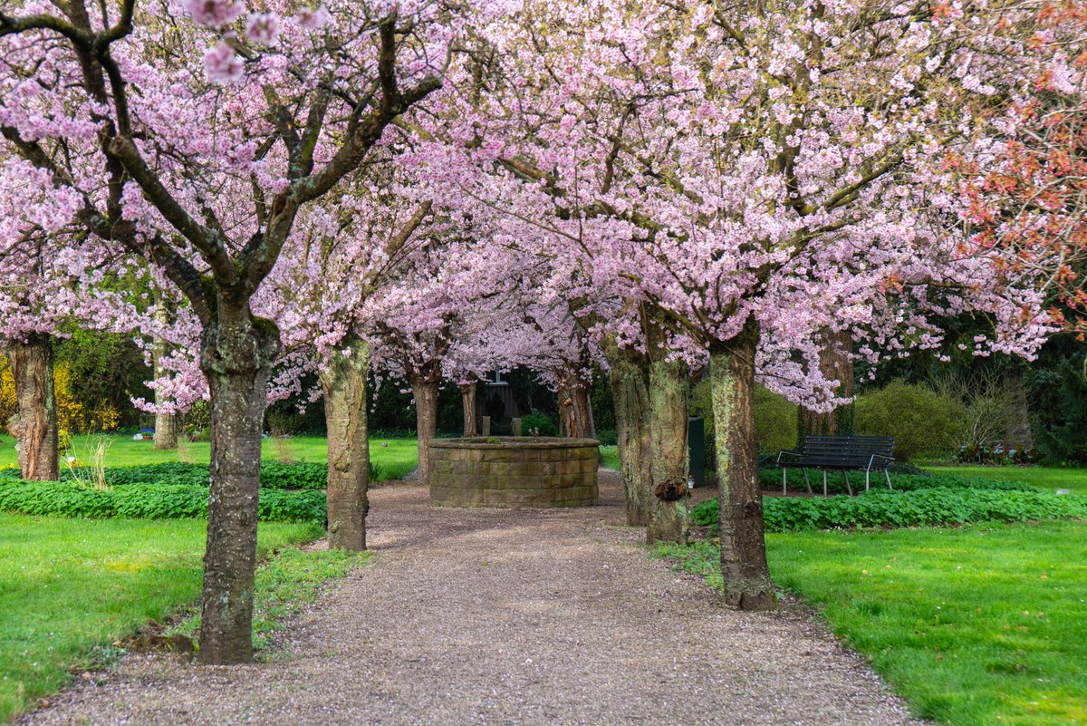 Blossoming cherry trees on this warm but cloudy day 💮 #Denmark #SonyAlpha #NaturePhotography #photooftheday #April13th #SaturdayVibes #SaturdayMood #Saturday #Flowers #cherryblossom 📸Dorte Hedengran