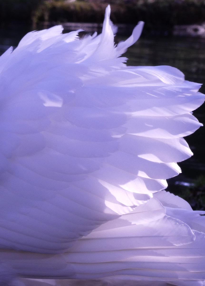 Ethereal beauty🤍
Swans are an important motif in @RGalbraith's #Strike & I wrote about swan maiden #folklore of Lethal White here!🦢
hogwartsprofessor.com/liminal-women-…
#FolkloreSunday 🦢 #SwanDay 🦢