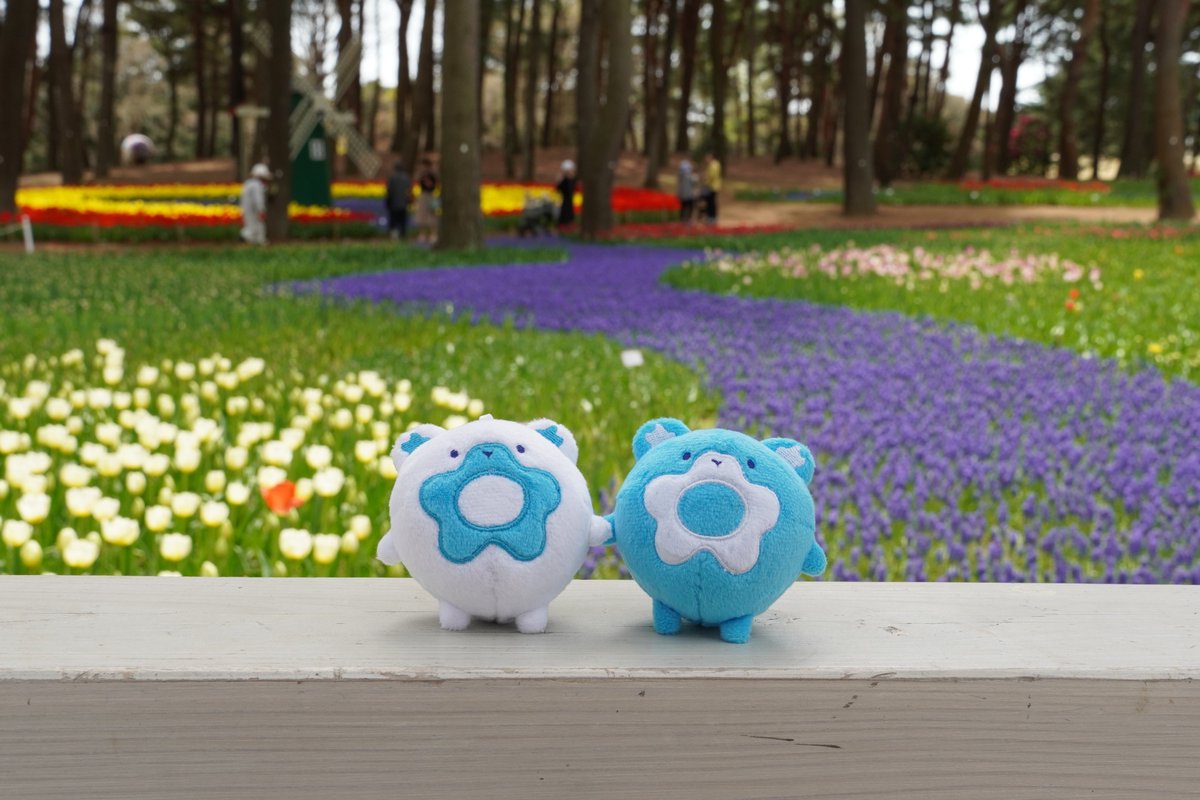 #スタッフブログ更新 春の陽気を体いっぱいに感じながら、ルリィとアイシィは、『たまごの森フラワーガーデン』へ🎵 hitachikaihin.jp/park-blog/park… #hitachiseasidepark #ひたち海浜公園 #staffblog