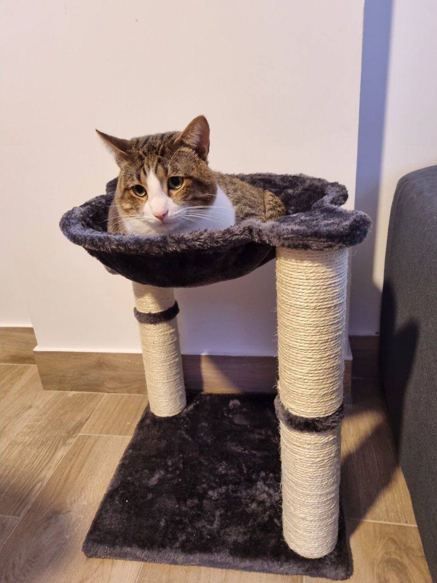 FlorGallac's tweet photo. Somos una familia de 4 xq este gatito nos robó el corazón 🥰 Simón ❤️ https://t.co/NwAwfdp2r9