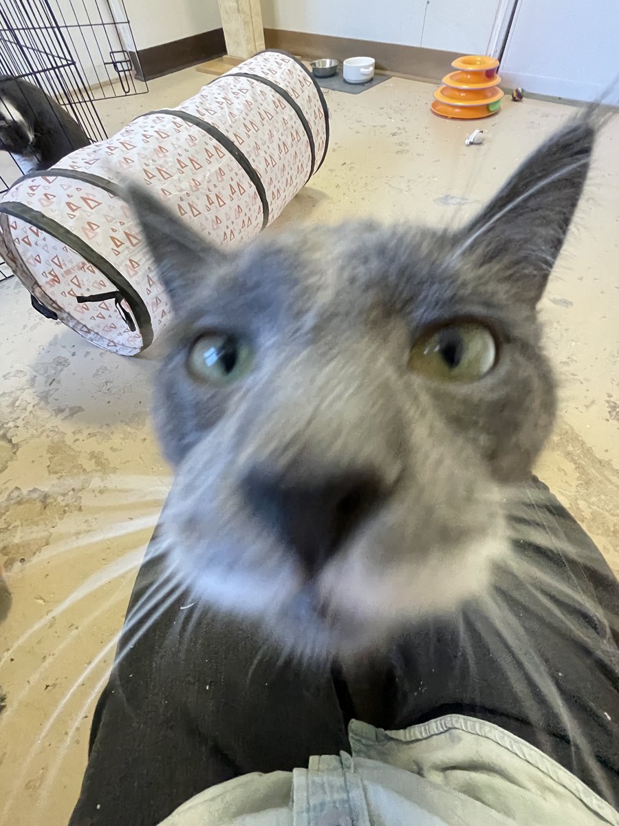 Goofy Mr. Castleton loves the camera!😹😸😻
He's a playful, affectionate 9 mo old who's going to bring lots of #fun, #love, & #smiles to some lucky home! #cats #kittens #va #virginia #dc #washingtondc #SundayFunday #sunday #GoodMorningEveryone #GoodVibes #funnyface #cute #silly