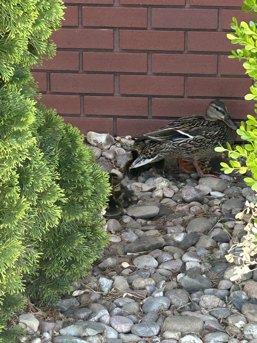 Regarding our (really) short video earlier, did you guess correctly? Crews from Sta 15 & Truck 3 were sent to an assist a citizen call at the McDonalds at Harry/Rock earlier today. We're happy to report crews successfully rescued the ducklings from the storm drain. #wichitafd