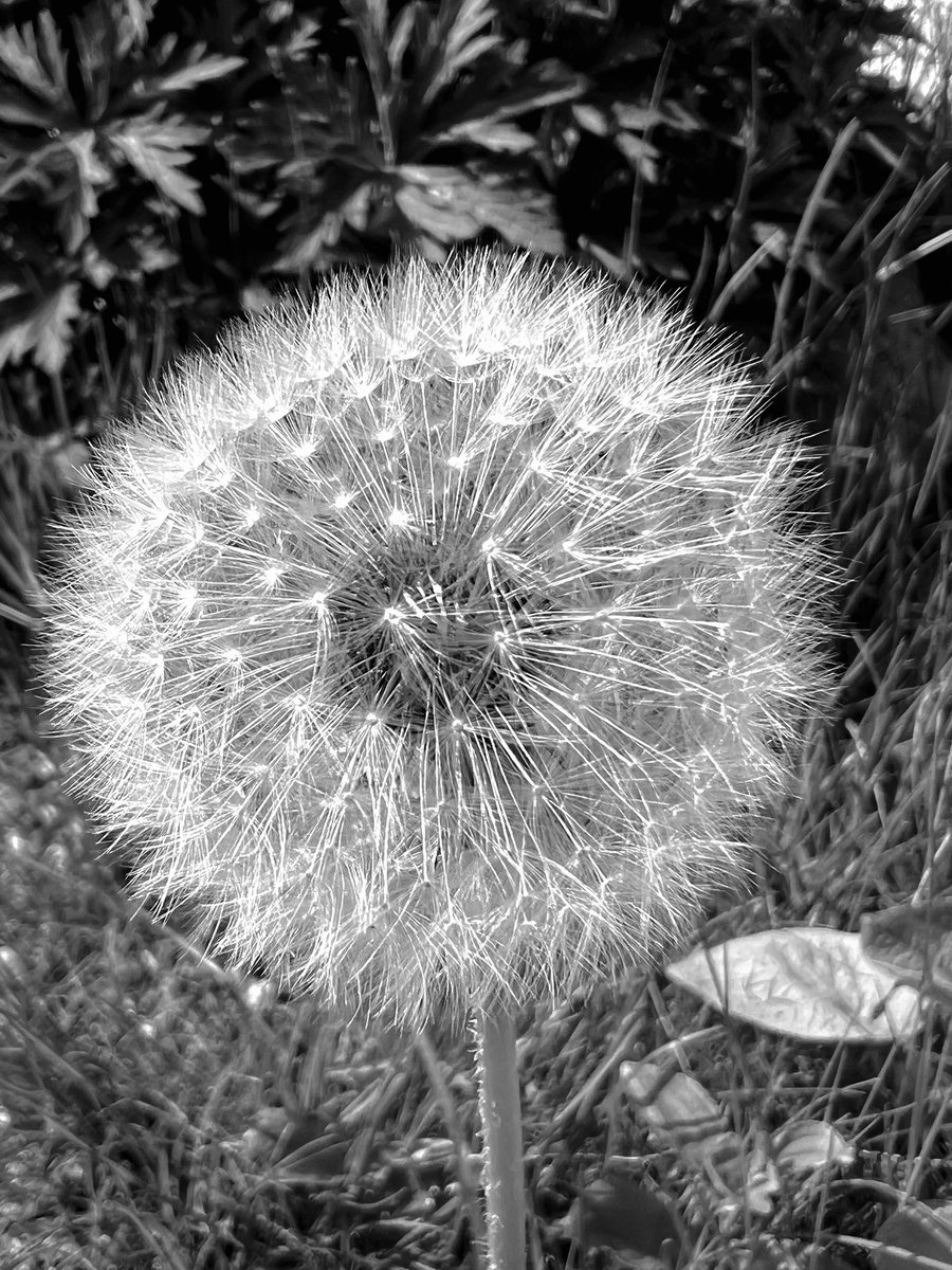 #bnw_macro @BNW_Macro #dandelion #blackandwhitephotography 🖤🩶🤍