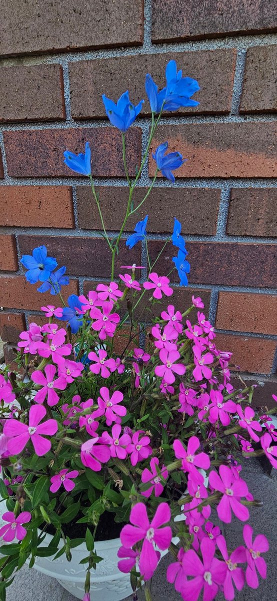 この組み合わせ好き
花が落ちる前にパシャリ

ピンクパンサー&チアブルー