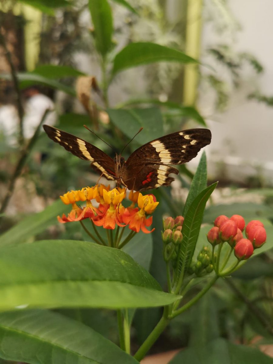 Este #FinDeSemana visita el mariposario del Centro de Conservación de la Fauna Silvestre de Chapultepec 🦋 🗓️ Martes a domingo 🕘 9 a 16:30 horas