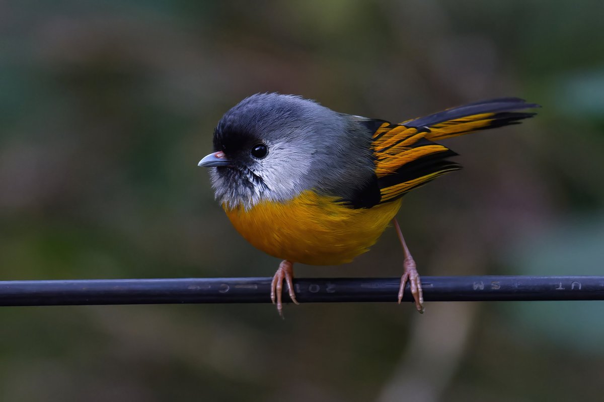 Radiant Encounter: Discovering the Golden-Breasted Fulvetta

@pargaien @UKNikon #indiaves @Natures_Voice #ThePhotoHour #BBCWildlifePOTD @AnimalPlanet @DiscoverKorea_ @WildlifeMag @NikonUSA @natgeoindia @BBCEarth #BirdsOfTwitter @DiscoverMag @CornellBirds #BirdsSeenIn2024 #birds