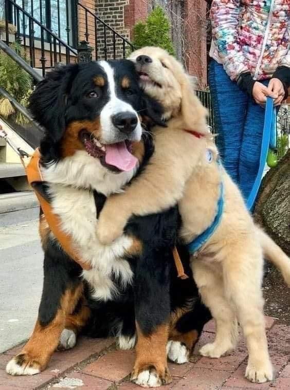 Animal Lover (@animal_fanlover) on Twitter photo 