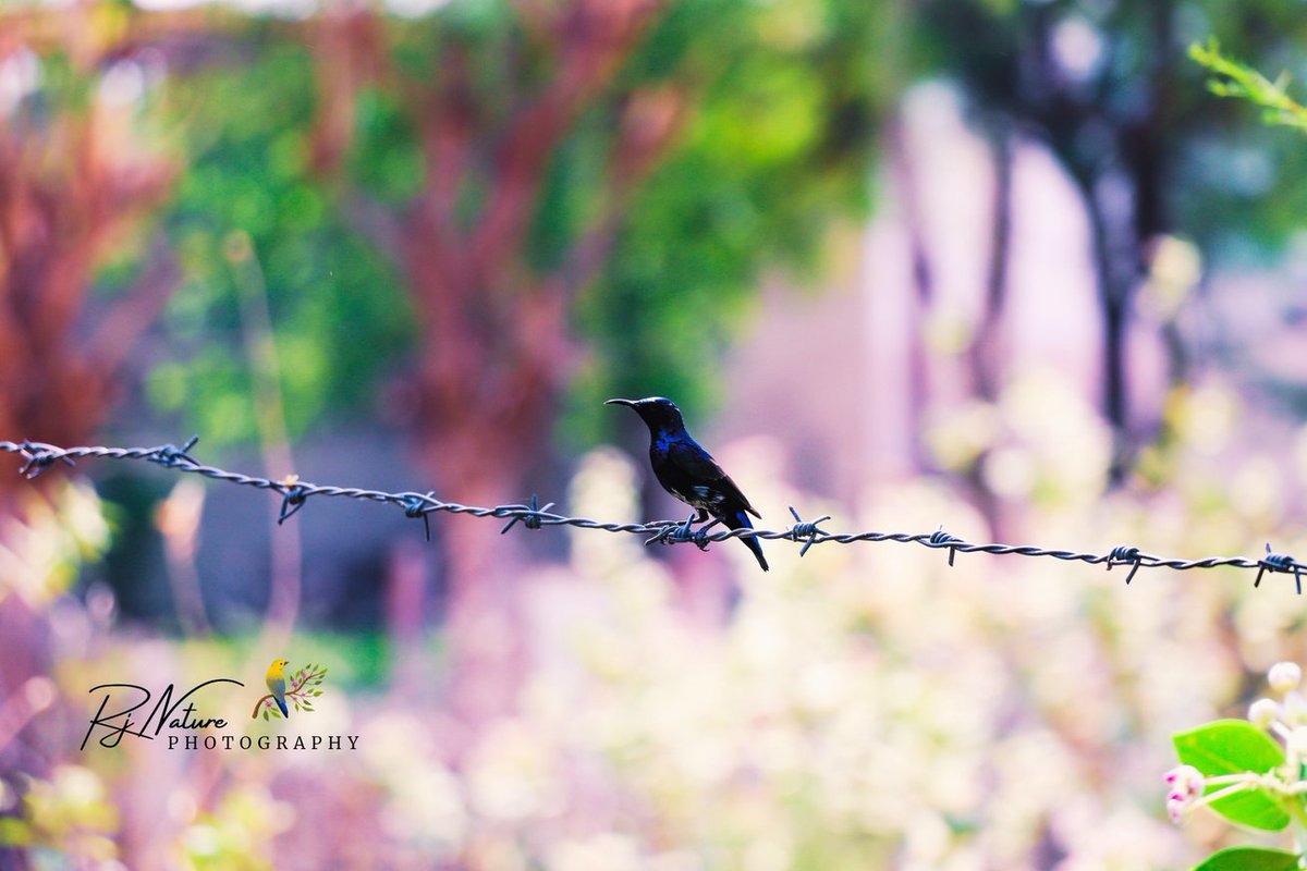 #सुप्रभात_जिंदगी

#bird #ThePhotoHour #IndiAves #BBCWildlifePOTD #canonphotography #nature