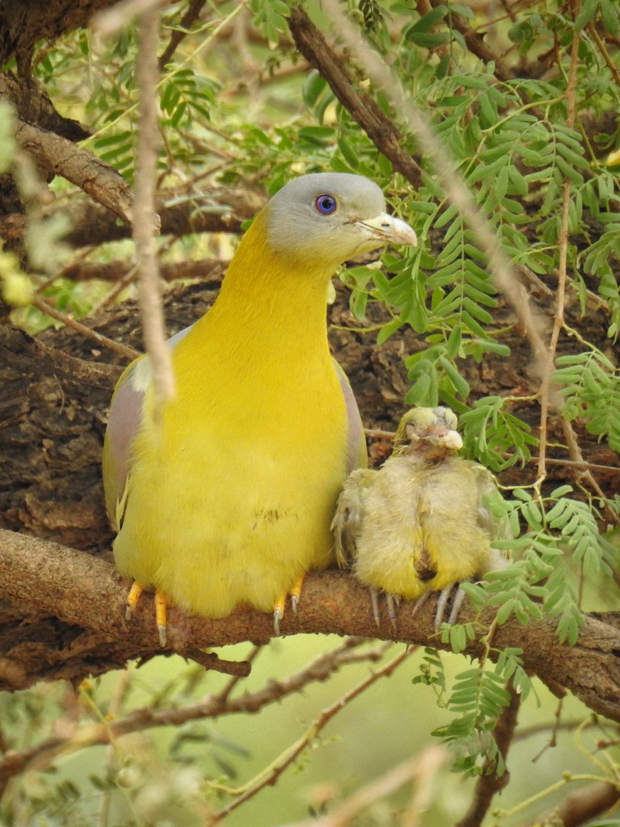 Hello beautiful baby 

Yellow-footed green pigeon

हरियल

#IndiAves
#BirdsSeenIn2024