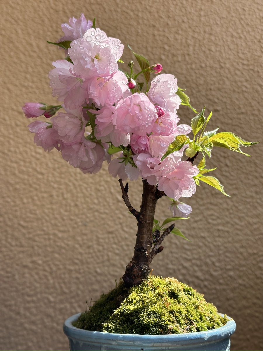 yuumi_nae's tweet photo. 【4月14日　旭山桜の盆栽】
花が満開になってきました🌸
ピンク色のグラデーションが可愛い。
家にいながら桜を観察できるのって、とても贅沢✨ https://t.co/NDQ0nviNmL