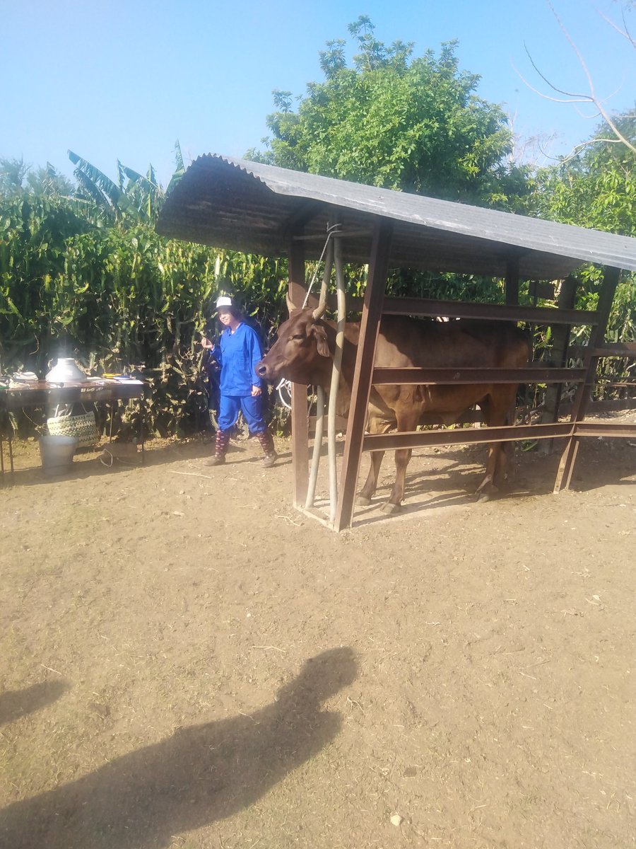 cortesida28's tweet photo. IPA Manifiesto de Montecristi, arrasó con el podio en la Vlll Feria Provincial Docente Agroindustrial y Competencias de Habilidades. Alzándose con el primer puesto en #Agronomía, #Veterinaria, #Mecanización, #Construción, #Contabilidad y #Elaboración de Alimentos @draysdecuba1 https://t.co/uu3IPWF6l4