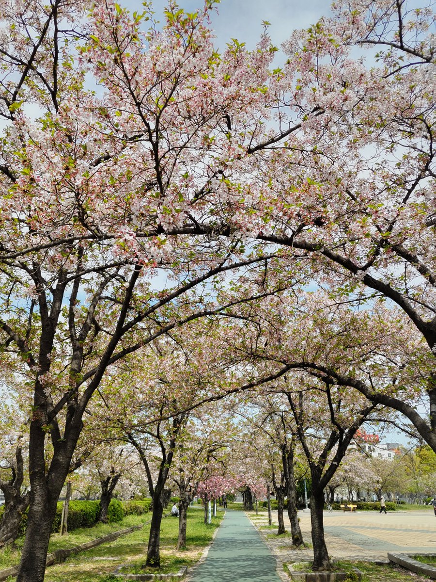 関西地方はもう終わりかな だいぶ散ったし葉っぱも増えたし また来年、きれいに咲いてね 長野とか中部から東北とかはこれから満開でしょうかね #桜　#お花見