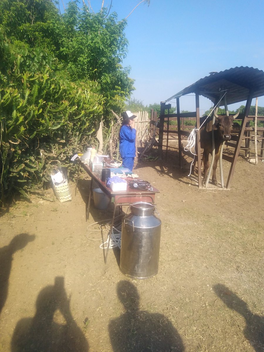 cortesida28's tweet photo. IPA Manifiesto de Montecristi, arrasó con el podio en la Vlll Feria Provincial Docente Agroindustrial y Competencias de Habilidades. Alzándose con el primer puesto en #Agronomía, #Veterinaria, #Mecanización, #Construción, #Contabilidad y #Elaboración de Alimentos @draysdecuba1 https://t.co/uu3IPWF6l4