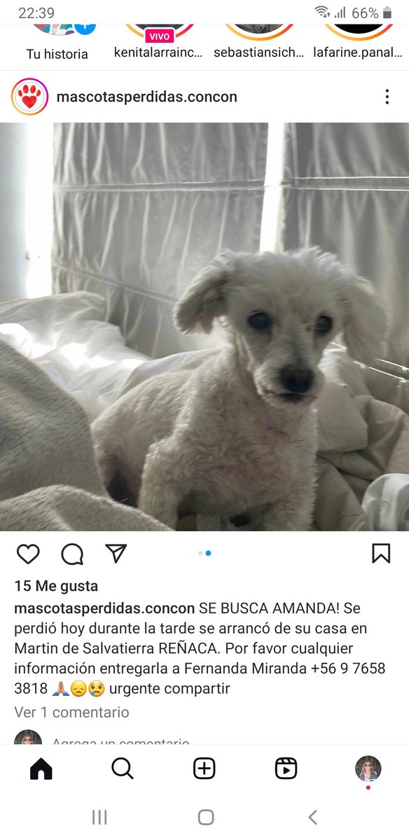 ceciliamarsano's tweet image. Amanda perdida en Reñaca