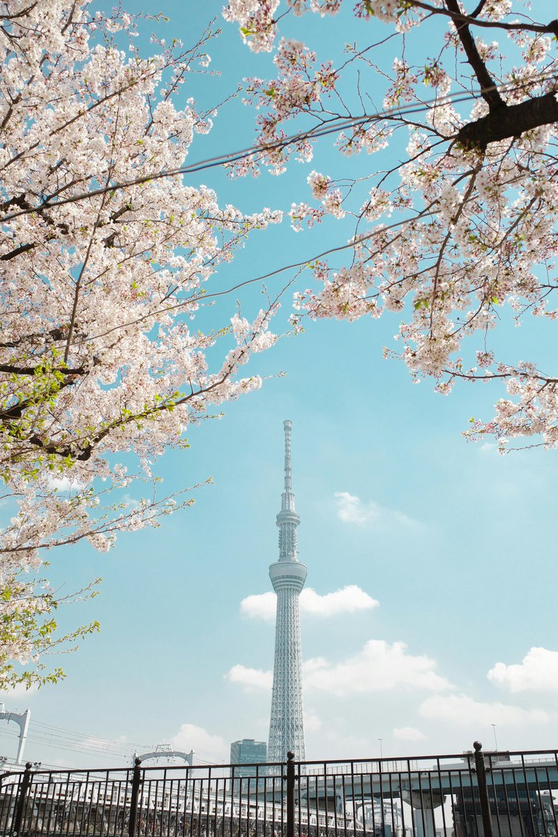 I’ve done Japan 7 times now and can confirm, cherry blossom season is the best time to come.