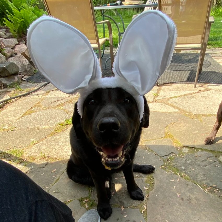 First post here! I Hope everyone that sees this likes my big ears. #cute #love #DogsOfTwitter #DogsOnTwitter #DogsofX #dogsarefamily #labrador