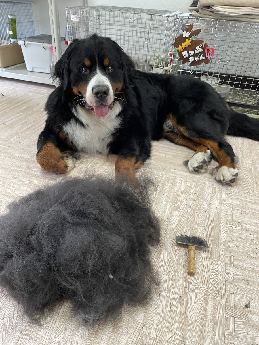 ペットボックス 車載 チェック柄 ペット ドライブボックス 車用ペットシート 洗濯可 飛び出し防止ベルト 2頭超小型犬 小型犬 猫 ペット用品  ペットキャリー Amazon.co.jp: JOYOUTH 3way ペット用ドライブボックス ペットドライブシート 犬 車 助手席 車用ベッド 小型犬  車 ..., image size:900x1200