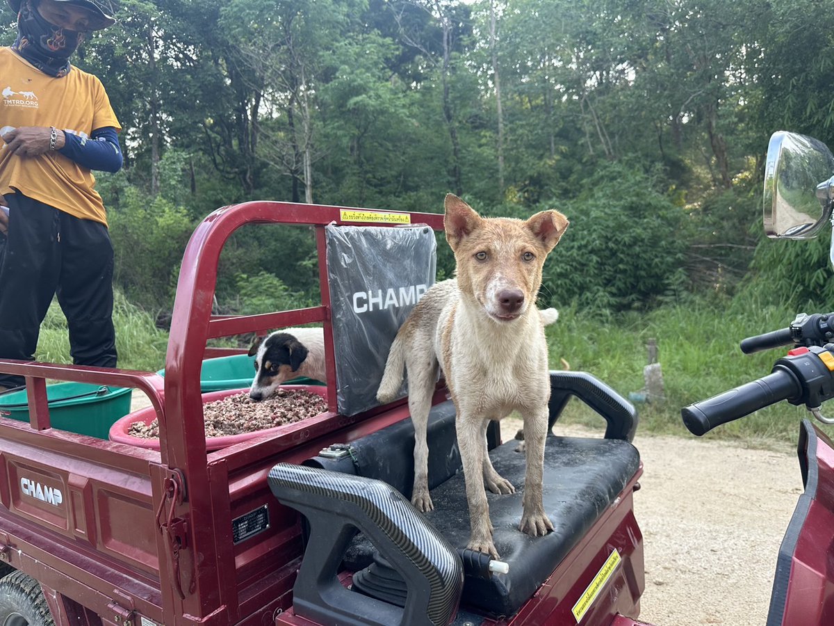 tmtrdorg's tweet photo. Fun fact: for only 1 ETH we can can buy food and feed 40 000 #dogs in our care.
That is food for almost 1 month for our dogs ๐ฅฐ
Our #ETH address
0x1E2230fFd6243C93fffA52Fc4A745C4C2372B5fB https://t.co/AOq1F6RsHf